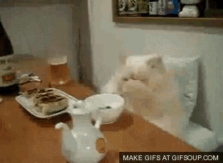 The Fuck Is This Cat GIF - The Fuck Is This Cat GIFs