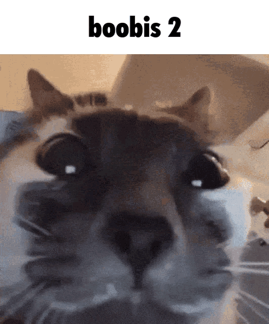 a close up of a cat 's face with the words " boobs 2 " above it