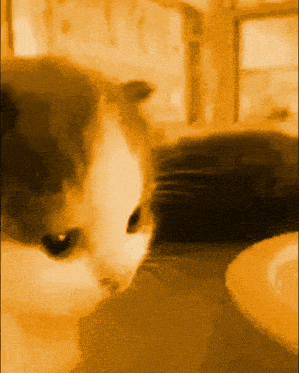 a close up of a cat 's face in a yellow background