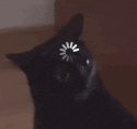 a close up of a black cat with a loading wheel on its head