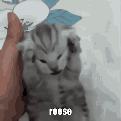 Reese Cat GIF - Reese Cat GIFs