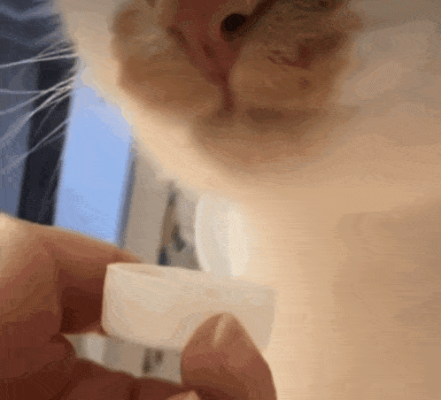 a close up of a person holding a white container with a cat in the background