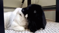 Bunny Cuddles GIF - Bunny Cuddles GIFs