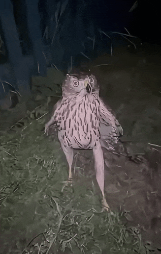 a drawing of an owl standing in the grass with its wings outstretched