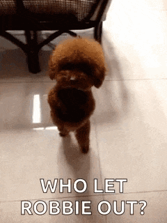 a brown poodle is standing on a tiled floor and asking who let robbie out .
