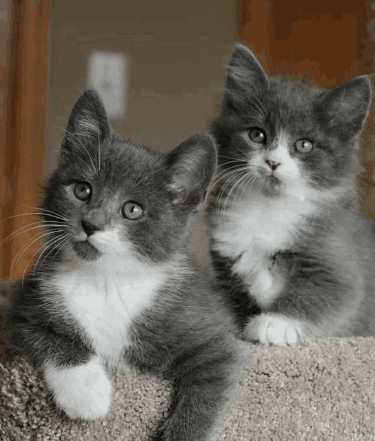two gray and white kittens are laying on a carpeted staircase