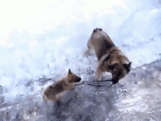 two dogs are playing in the water and one is pulling the other