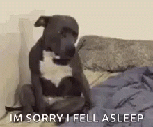 Sorry I Fell Asleep Nap Time GIF - Sorry I Fell Asleep Nap Time Puppy GIFs