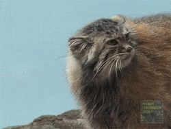 a close up of a cat with a sign that says wildlife conservation society on it