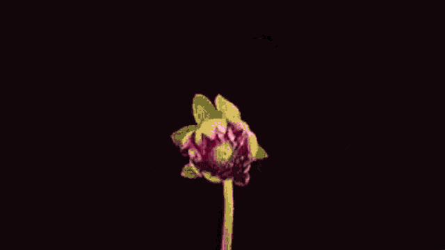 a close up of a pink flower with a green stem on a black background