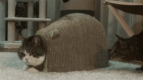 Cats Ohshit GIF - Cats Ohshit GIFs