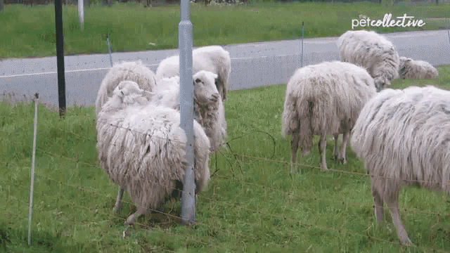 Ewe Only Live Twice Sheep GIF - Ewe Only Live Twice Sheep Scratching Back GIFs
