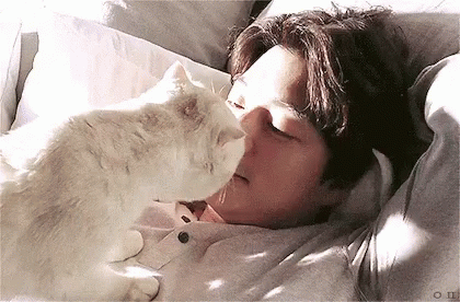 Love Kiss GIF - Love Kiss Cat GIFs