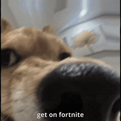 a close up of a dog 's nose with the words get on fortnite written below it