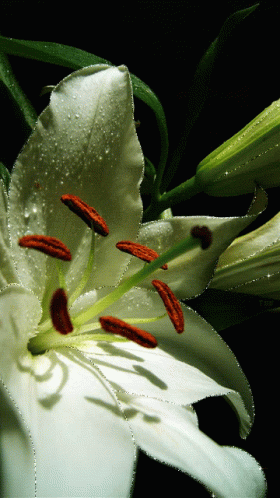 White Lily5 GIF - White Lily5 GIFs