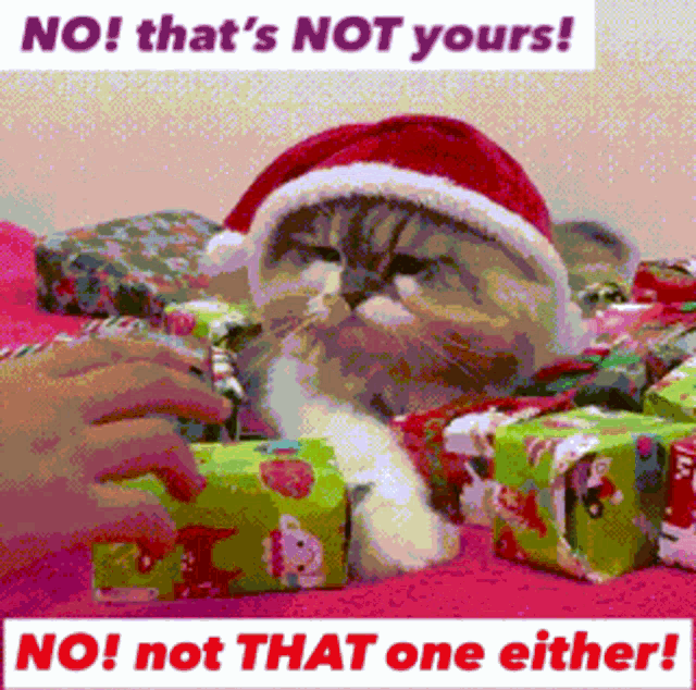 Cat Gifts GIF - Cat Gifts Presents GIFs
