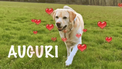 Dog Love GIF - Dog Love Hearts GIFs