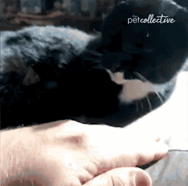Playing The Pet Collective GIF - Playing The Pet Collective Touching GIFs