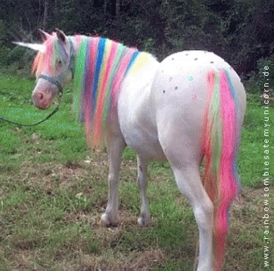 Rainbow Pony GIF