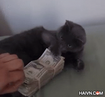 Cat Money GIF - Cat Money This Is Mine GIFs