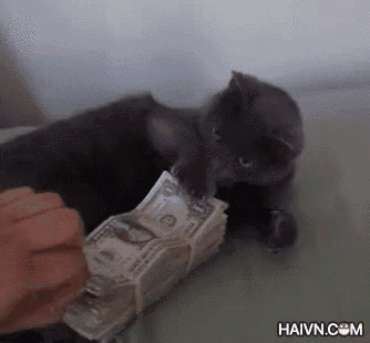 a cat is playing with a stack of money with haivn.com in the corner