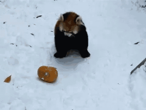 a red panda is standing in the snow with a pumpkin in the snow .