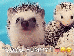 Hedgehog Animal GIF - Hedgehog Animal Adorable GIFs
