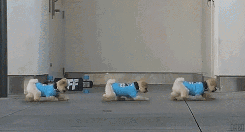 three small dogs wearing blue shirts with jiff on them are running on a sidewalk