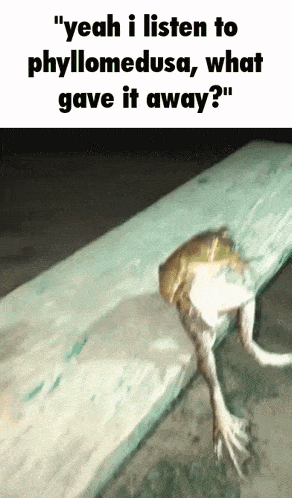 Phyllomedusa Frog GIF