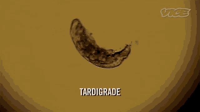 Tardigrade Water Bear GIF - Tardigrade Water Bear Tiny GIFs