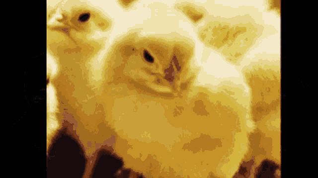 a group of small yellow chickens are standing next to each other looking at the camera .