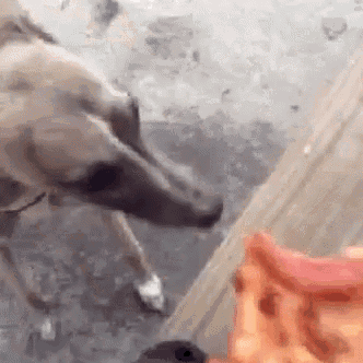a dog is standing next to a piece of pizza and looking at it .