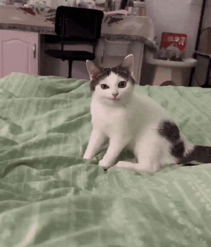 a cat sitting on a bed with a green blanket