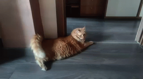 Ginger Redcat Tail Gatto Rosso GIF - Ginger Redcat Tail Gatto Rosso GIFs
