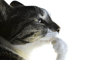 a close up of a cat 's face with its paw on its nose