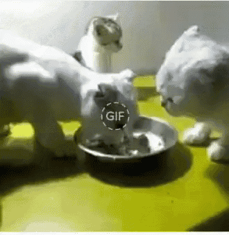 Cat Fight Cats GIF - Cat Fight Cats Kitten GIFs