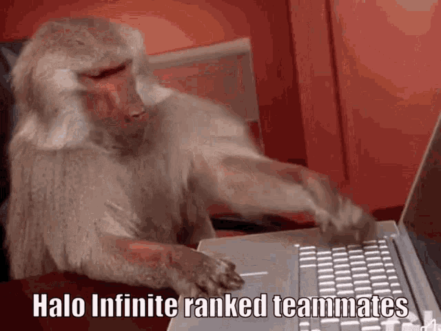 a baboon is typing on a laptop with the words halo infinite ranked teammates written below it