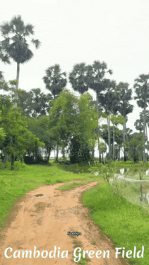 a dirt road going through a lush green field