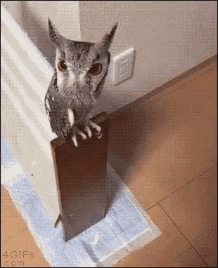 Funny Animals Owl GIF - Funny Animals Owl Pet GIFs