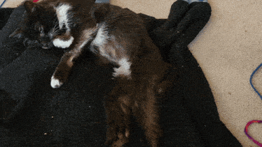 Cat Kitty GIF - Cat Kitty Rest In Peace GIFs