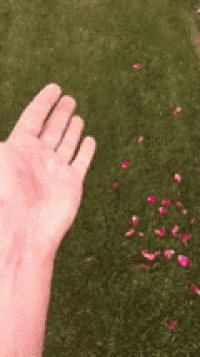 a person is throwing pink rose petals in the air