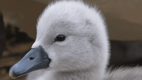 Caught My Attention Mute Swan GIF - Caught My Attention Mute Swan Robert E Fuller GIFs