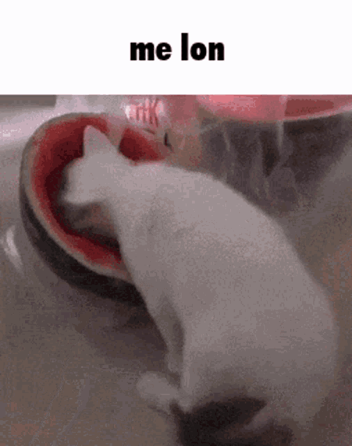 Melon Cat GIF - Melon Cat Funny GIFs