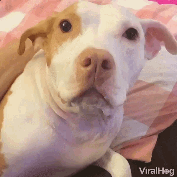 Ear Flapping Ear Shaking GIF - Ear Flapping Ear Shaking Excited Dog GIFs