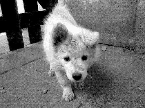 a black and white photo of a small white puppy looking at the camera