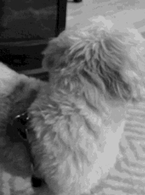 a black and white photo of a fluffy dog