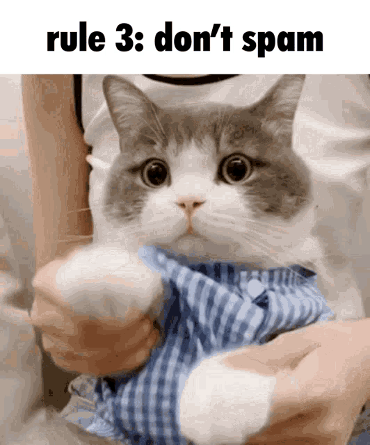 Meme Dimden GIF - Meme Dimden Cute Cat GIFs