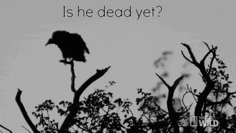 a bird is flying over a tree branch with the words is he dead yet