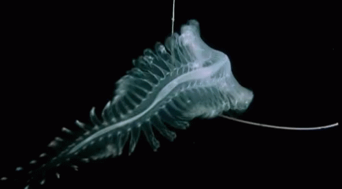 Yesihavenospine Weirdman GIF - Yesihavenospine Weirdman Weird Sea Creature GIFs