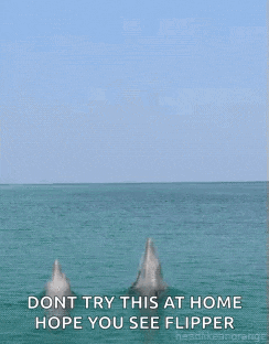 two dolphins are jumping out of the water with a caption that says dont try this at home hope you see flipper .